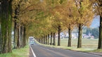 Metasequoia row of trees：メタセコイヤ並木